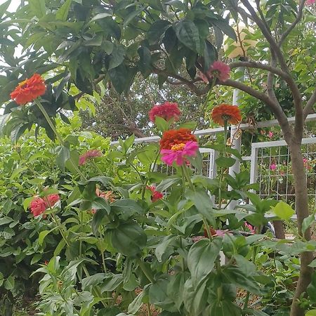 Garden Rooms ヒマラ エクステリア 写真
