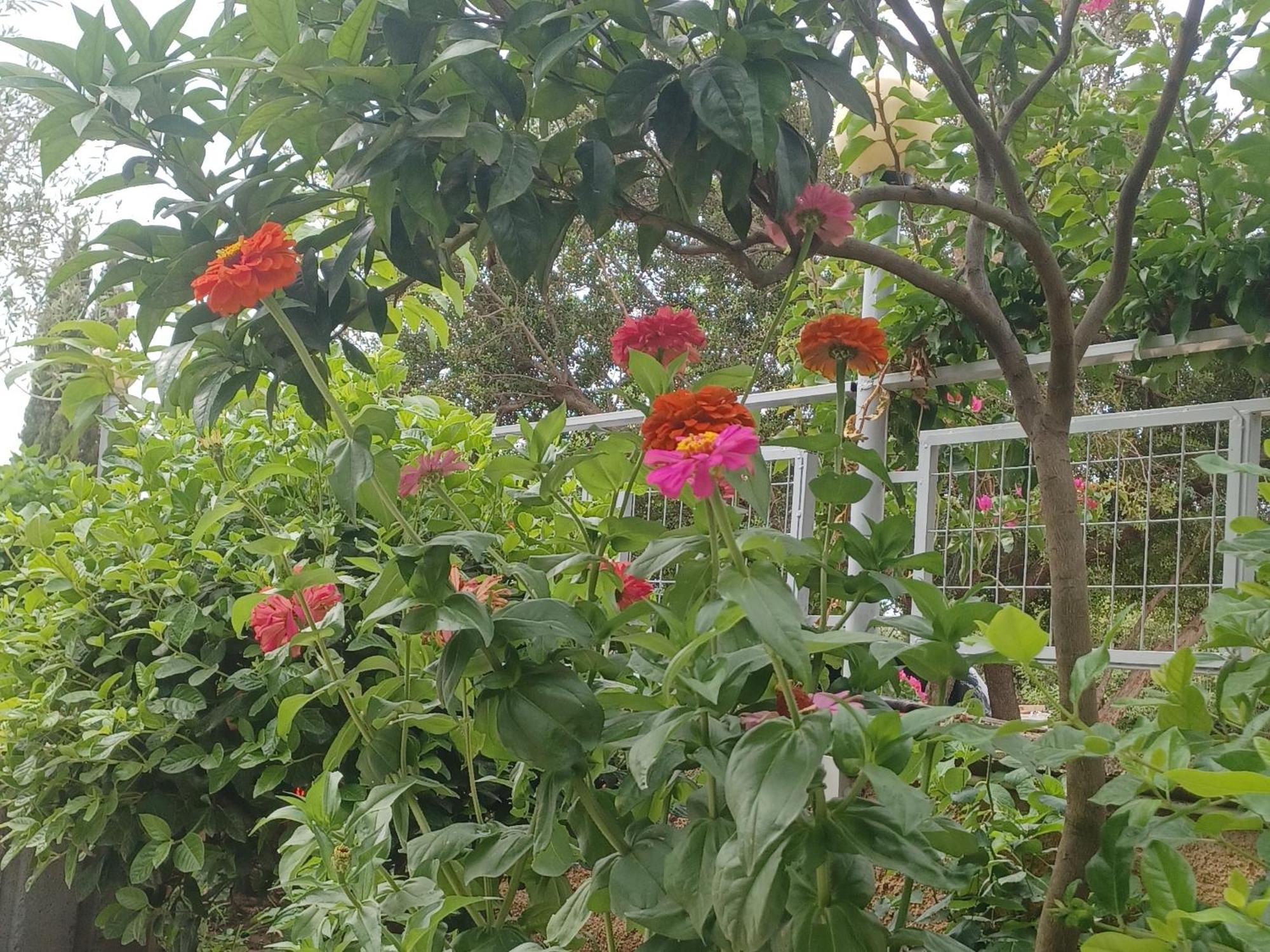 Garden Rooms ヒマラ エクステリア 写真